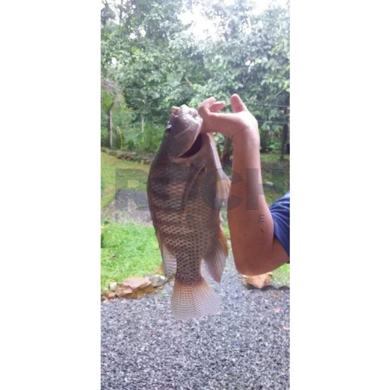 Sítio, 3 quartos, 200 m² - Foto 13